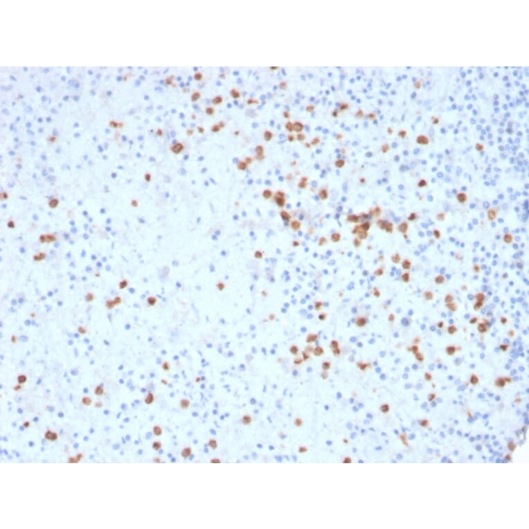 Immunohistochemistry - Anti-CD33 Antibody [SIGLEC3/3600] - BSA and Azide free (A253838) - Antibodies.com