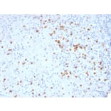 Immunohistochemistry - Anti-CD33 Antibody [SIGLEC3/3600] - BSA and Azide free (A253838) - Antibodies.com