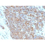 Immunohistochemistry - Anti-CD33 Antibody [SIGLEC3/3600] - BSA and Azide free (A253838) - Antibodies.com