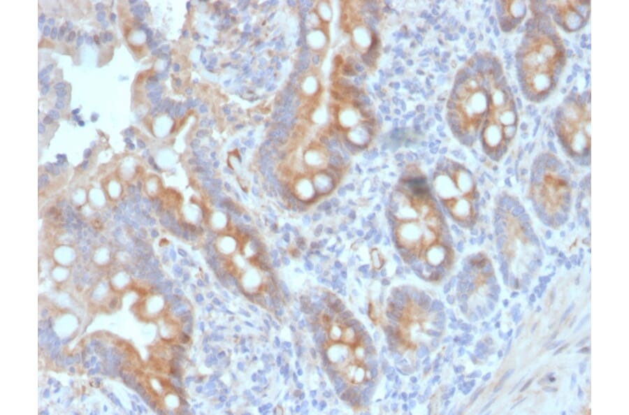 Immunohistochemistry - Anti-CD33 Antibody [SIGLEC3/3600] - BSA and Azide free (A253838) - Antibodies.com