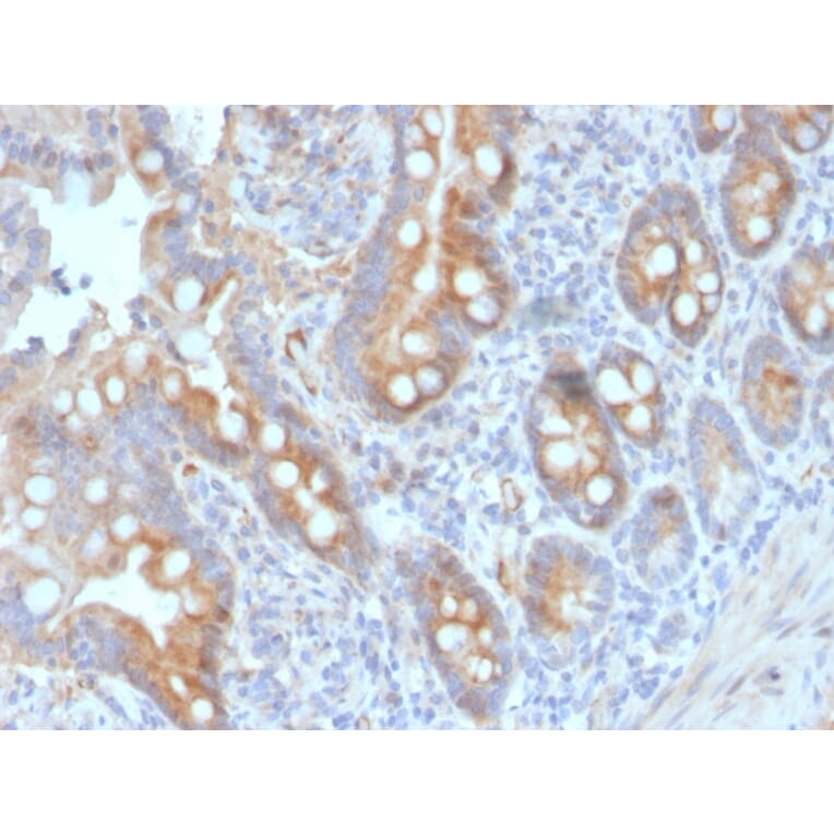 Immunohistochemistry - Anti-CD33 Antibody [SIGLEC3/3600] - BSA and Azide free (A253838) - Antibodies.com