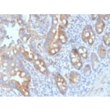 Immunohistochemistry - Anti-CD33 Antibody [SIGLEC3/3600] - BSA and Azide free (A253838) - Antibodies.com
