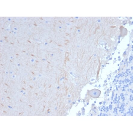 Immunohistochemistry - Anti-ATG5 Antibody [ATG5/2101] - BSA and Azide free (A253840) - Antibodies.com