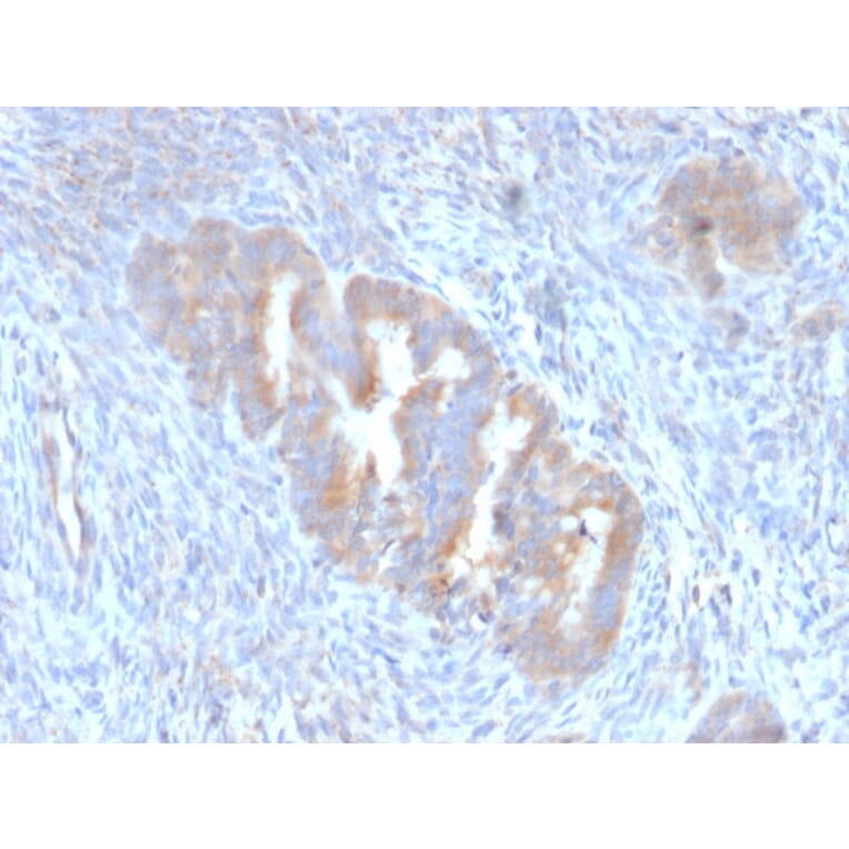 Immunohistochemistry - Anti-ATG5 Antibody [ATG5/2101] - BSA and Azide free (A253840) - Antibodies.com