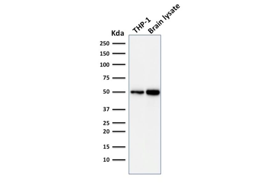 Western Blot - Anti-ATG5 Antibody [ATG5/2101] - BSA and Azide free (A253840) - Antibodies.com