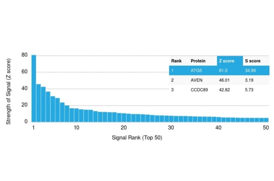 Protein Array - Anti-ATG5 Antibody [ATG5/2101] - BSA and Azide free (A253838) - Antibodies.com