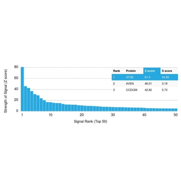Protein Array - Anti-ATG5 Antibody [ATG5/2101] - BSA and Azide free (A253838) - Antibodies.com