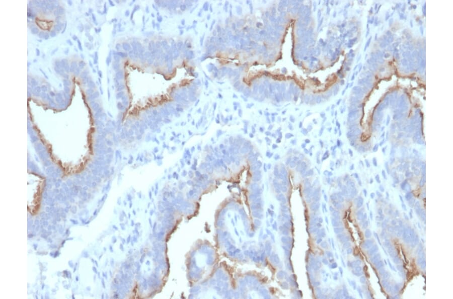 Immunohistochemistry - Anti-ATG5 Antibody [ATG5/2492] - BSA and Azide free (A253841) - Antibodies.com
