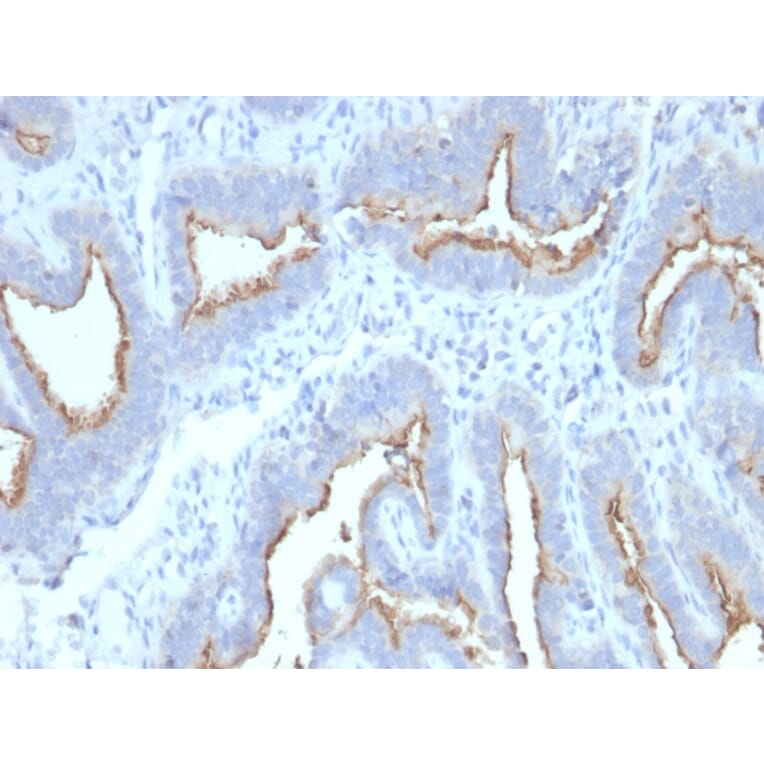 Immunohistochemistry - Anti-ATG5 Antibody [ATG5/2492] - BSA and Azide free (A253841) - Antibodies.com
