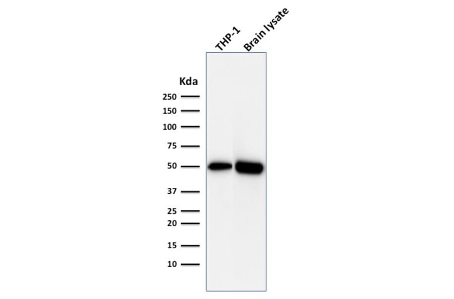 Western Blot - Anti-ATG5 Antibody [ATG5/2492] - BSA and Azide free (A253841) - Antibodies.com