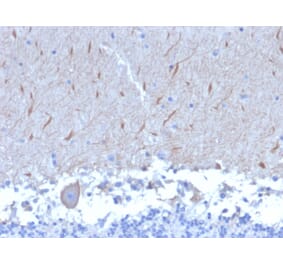 Immunohistochemistry - Anti-ATG5 Antibody [ATG5/2553] - BSA and Azide free (A253841) - Antibodies.com