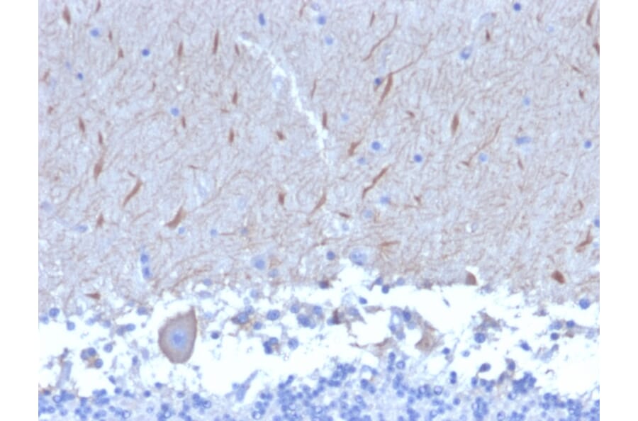 Immunohistochemistry - Anti-ATG5 Antibody [ATG5/2553] - BSA and Azide free (A253841) - Antibodies.com