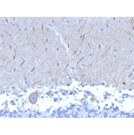 Immunohistochemistry - Anti-ATG5 Antibody [ATG5/2553] - BSA and Azide free (A253841) - Antibodies.com