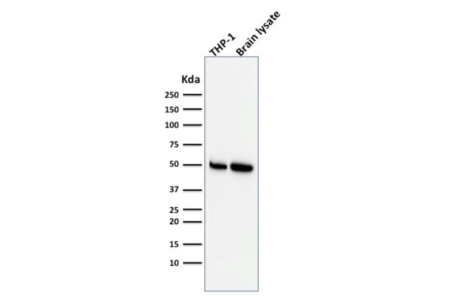 Western Blot - Anti-ATG5 Antibody [ATG5/2553] - BSA and Azide free (A253842) - Antibodies.com