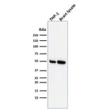 Western Blot - Anti-ATG5 Antibody [ATG5/2553] - BSA and Azide free (A253842) - Antibodies.com