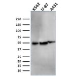 Western Blot - Anti-ATG5 Antibody [ATG5/2553] - BSA and Azide free (A253842) - Antibodies.com