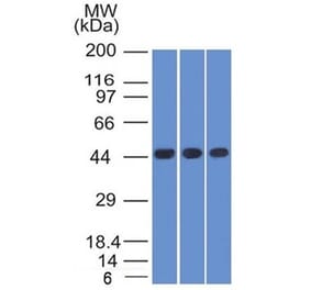 Western Blot - Anti-NAPSIN A Antibody [NAPSA/1238] - BSA and Azide free (A253847) - Antibodies.com