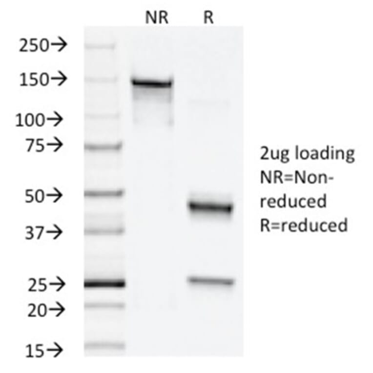 SDS-PAGE - Anti-NAPSIN A Antibody [NAPSA/1238] - BSA and Azide free (A253847) - Antibodies.com