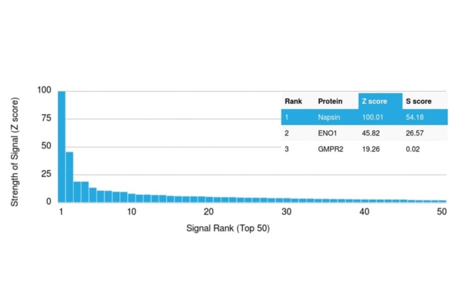 Protein Array - Anti-NAPSIN A Antibody [NAPSA/1238] - BSA and Azide free (A253846) - Antibodies.com