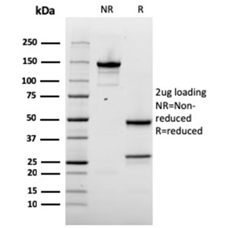 SDS-PAGE - Anti-NAPSIN A Antibody [rNAPSA/1239] - BSA and Azide free (A253850) - Antibodies.com
