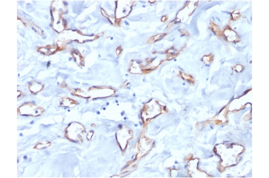 Immunohistochemistry - Anti-CD34 Antibody [QBEnd/10] - BSA and Azide free (A253857) - Antibodies.com