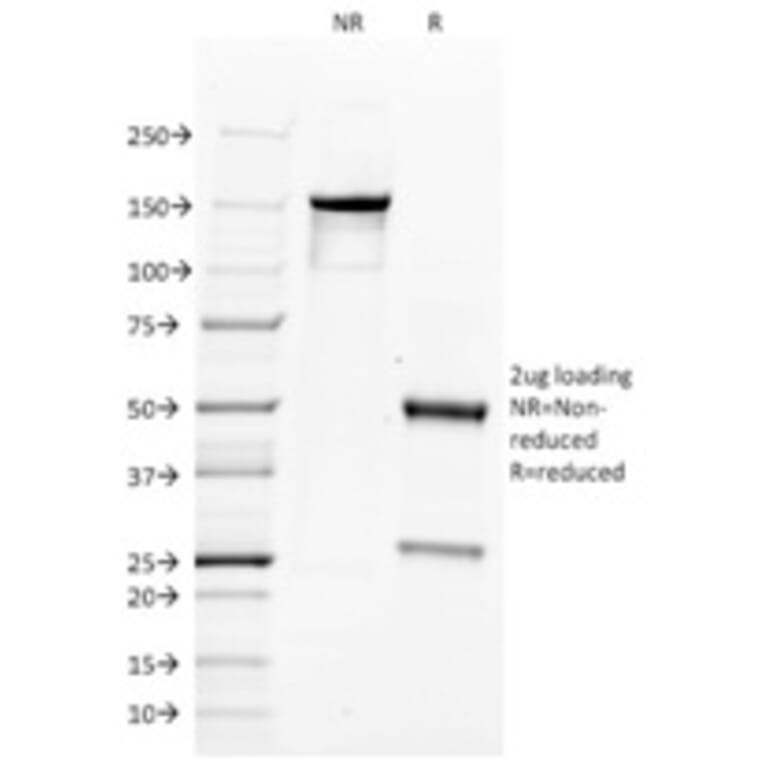 SDS-PAGE - Anti-CD34 Antibody [QBEnd/10] - BSA and Azide free (A253857) - Antibodies.com