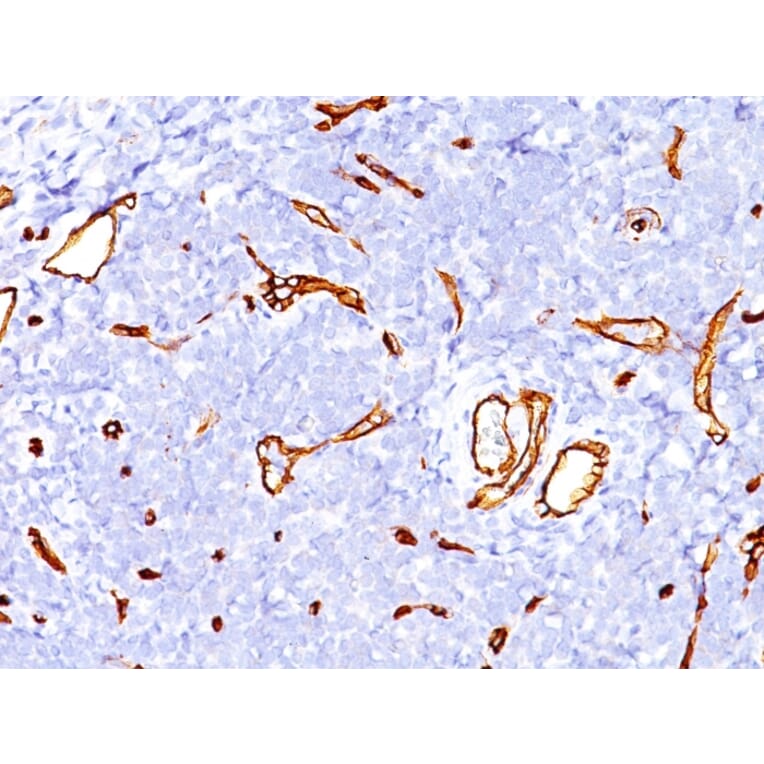 Immunohistochemistry - Anti-CD34 Antibody [SPM123] - BSA and Azide free (A253857) - Antibodies.com