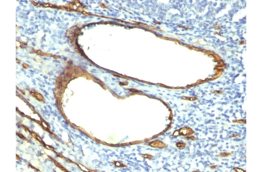 Immunohistochemistry - Anti-CD34 Antibody [HPCA1/763] - BSA and Azide free (A253859) - Antibodies.com