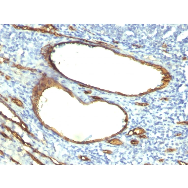 Immunohistochemistry - Anti-CD34 Antibody [HPCA1/763] - BSA and Azide free (A253859) - Antibodies.com