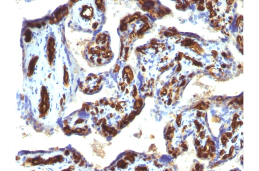 Immunohistochemistry - Anti-CD34 Antibody [HPCA1/763] - BSA and Azide free (A253859) - Antibodies.com