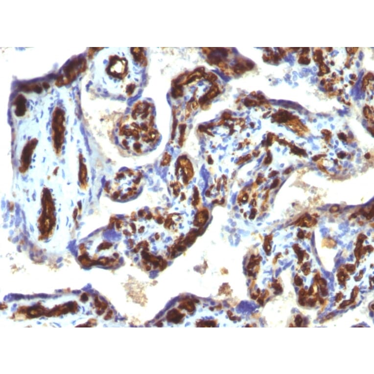 Immunohistochemistry - Anti-CD34 Antibody [HPCA1/763] - BSA and Azide free (A253859) - Antibodies.com