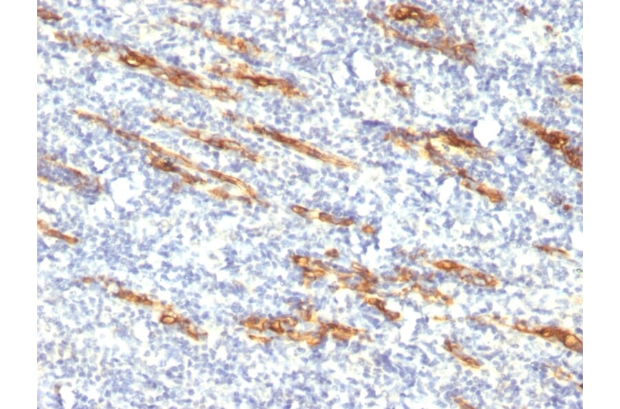 Immunohistochemistry - Anti-CD34 Antibody [QBEnd/10 + HPCA1/763] - BSA and Azide free (A253860) - Antibodies.com