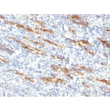 Immunohistochemistry - Anti-CD34 Antibody [QBEnd/10 + HPCA1/763] - BSA and Azide free (A253860) - Antibodies.com
