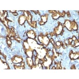 Immunohistochemistry - Anti-CD34 Antibody [QBEnd/10 + HPCA1/763] - BSA and Azide free (A253859) - Antibodies.com
