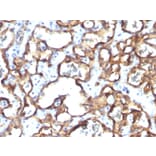 Immunohistochemistry - Anti-CD34 Antibody [HPCA1/1171] - BSA and Azide free (A253861) - Antibodies.com