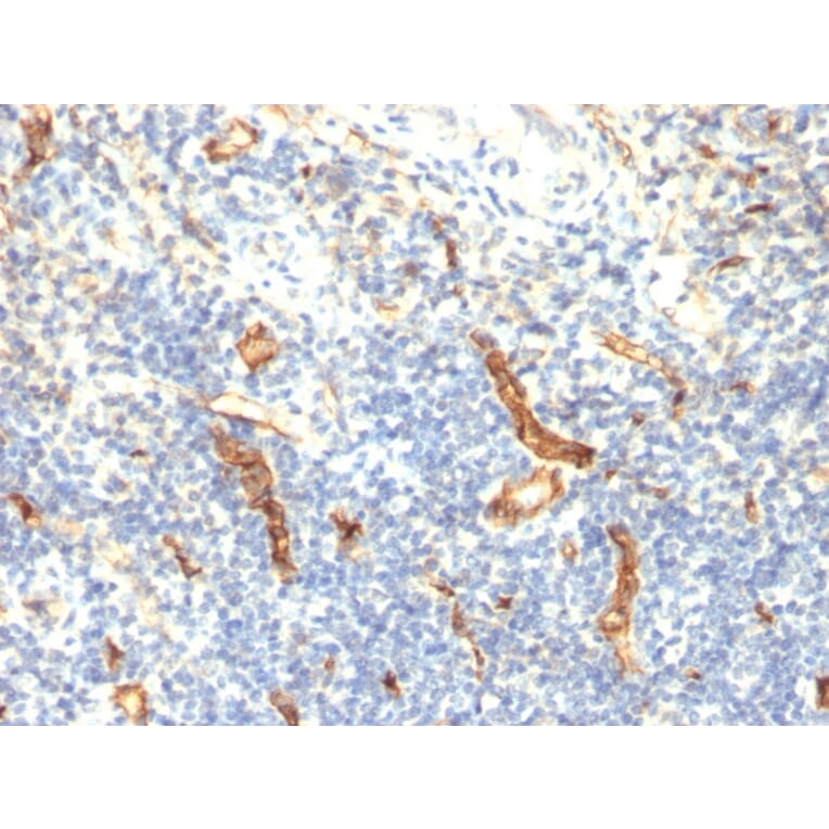 Immunohistochemistry - Anti-CD34 Antibody [HPCA1/1171] - BSA and Azide free (A253861) - Antibodies.com