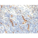 Immunohistochemistry - Anti-CD34 Antibody [HPCA1/1171] - BSA and Azide free (A253861) - Antibodies.com