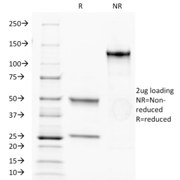 SDS-PAGE - Anti-CD34 Antibody [HPCA1/1171] - BSA and Azide free (A253861) - Antibodies.com