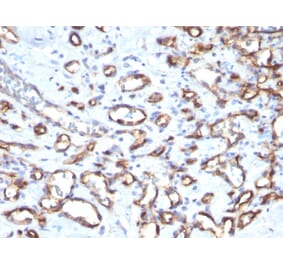 Immunohistochemistry - Anti-CD34 Antibody [SPM610] - BSA and Azide free (A253861) - Antibodies.com