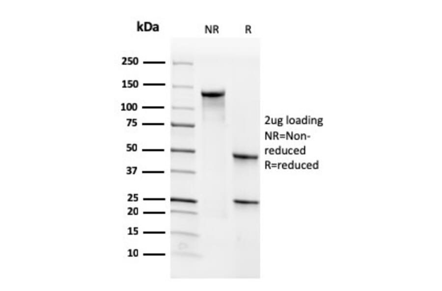 SDS-PAGE - Anti-CD34 Antibody [SPM610] - BSA and Azide free (A253862) - Antibodies.com