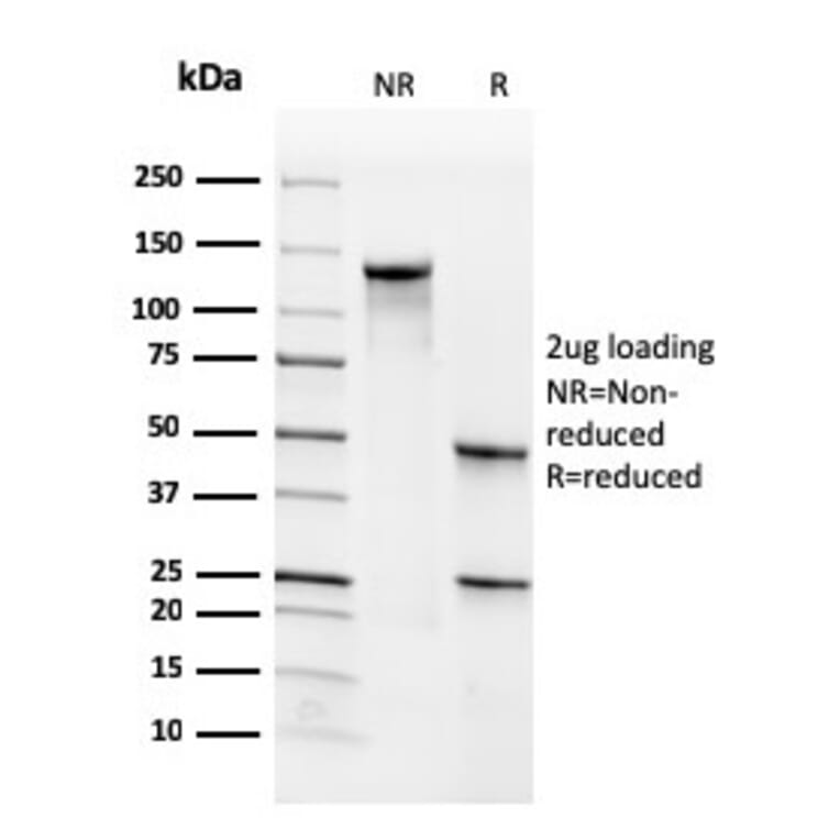 SDS-PAGE - Anti-CD34 Antibody [SPM610] - BSA and Azide free (A253862) - Antibodies.com