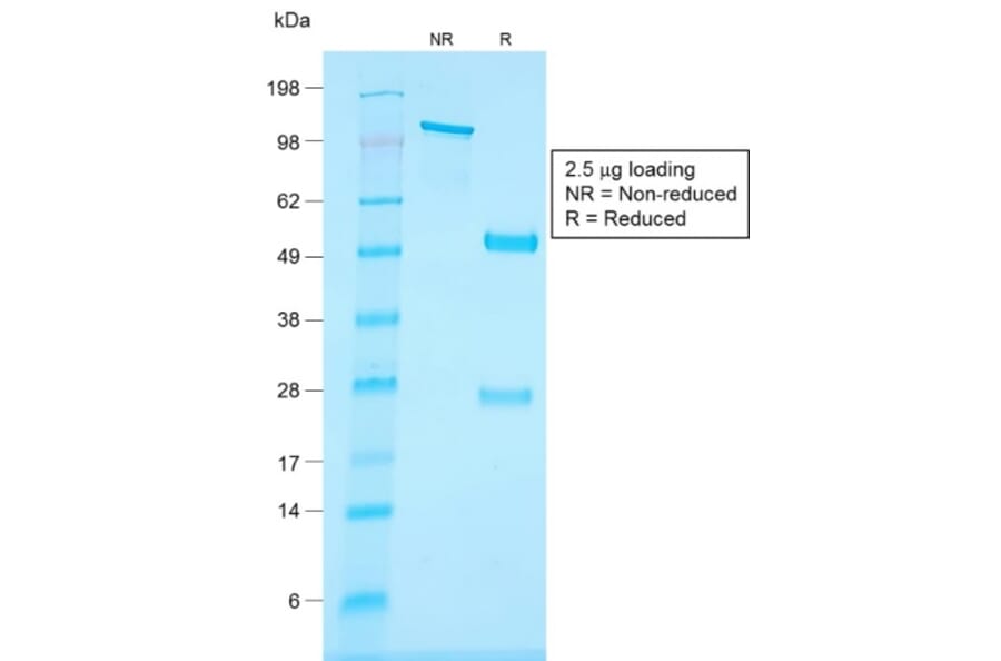 SDS-PAGE - Anti-CD34 Antibody [HPCA1/1806R] - BSA and Azide free (A253863) - Antibodies.com