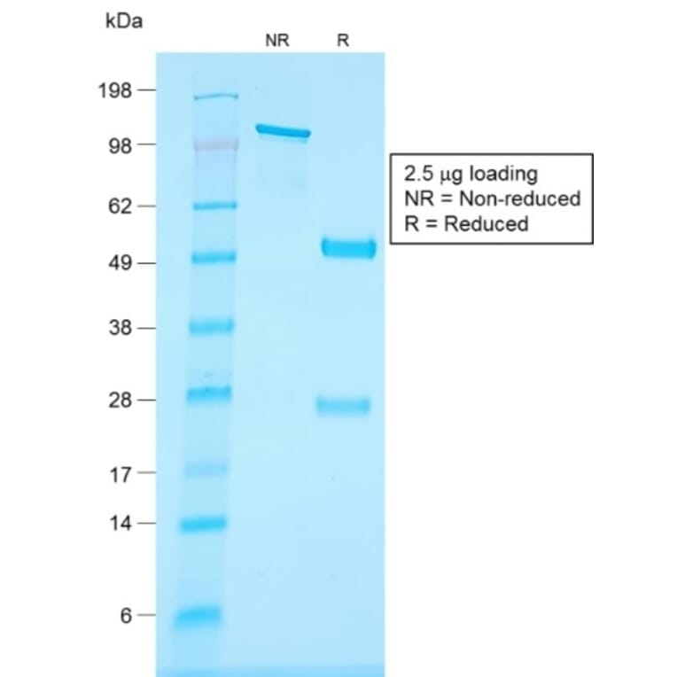 SDS-PAGE - Anti-CD34 Antibody [HPCA1/1806R] - BSA and Azide free (A253863) - Antibodies.com