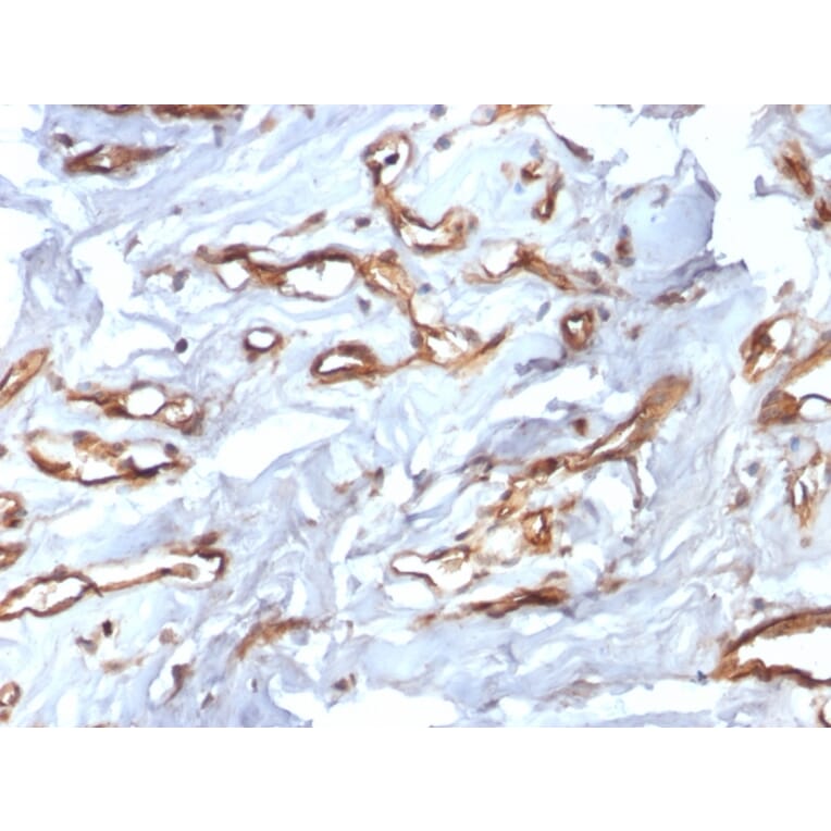 Immunohistochemistry - Anti-CD34 Antibody [HPCA1/2598R] - BSA and Azide free (A253864) - Antibodies.com