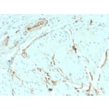 Immunohistochemistry - Anti-CD34 Antibody [HPCA1/2598R] - BSA and Azide free (A253864) - Antibodies.com