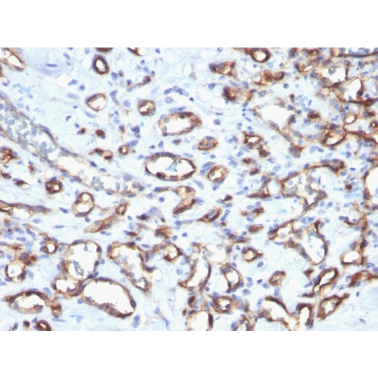 Immunohistochemistry - Anti-CD34 Antibody - BSA and Azide free (A253864) - Antibodies.com