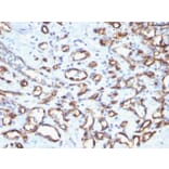 Immunohistochemistry - Anti-CD34 Antibody - BSA and Azide free (A253864) - Antibodies.com