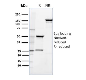 SDS-PAGE - Anti-CD36 Antibody [185-1G2] - BSA and Azide free (A253865) - Antibodies.com
