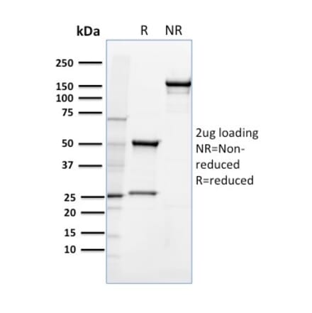 SDS-PAGE - Anti-CD36 Antibody [185-1G2] - BSA and Azide free (A253865) - Antibodies.com
