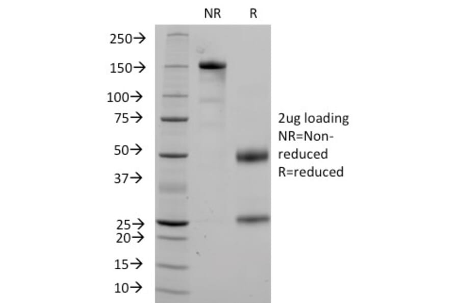 SDS-PAGE - Anti-CD36 Antibody [1A7] - BSA and Azide free (A253866) - Antibodies.com